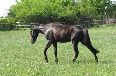 3-maj, dołączenie do stada #Fundacja #Tara #Nieszkowice #Scarlet