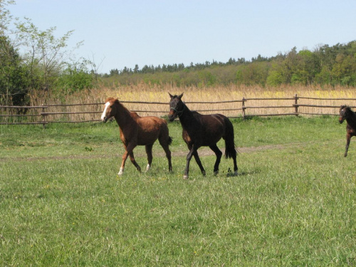 na pastwisku (3 maj 2007) #Fundacja #Tara #Nieszkowice #Scarlet