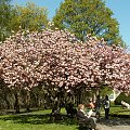 Wiosna w parku w Oliwie...Wyjątkowe drzewa, kwiaty...