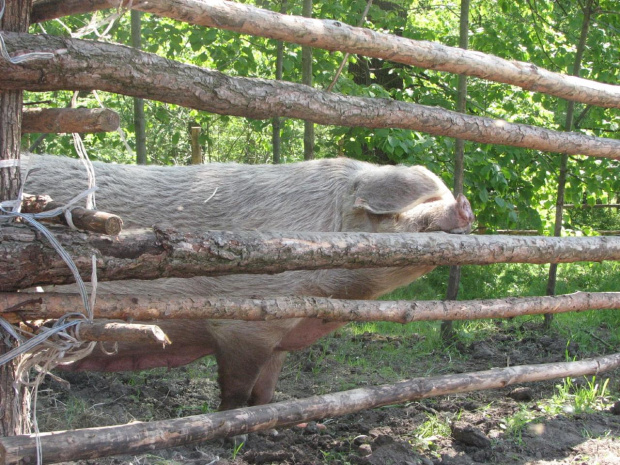 04 maj 2007 - dzień drugi na świeżym powietrzu. Gdzie podziała się ta trawa ?! :) #Fundacja #Tara #Nieszkowice #Scarlet