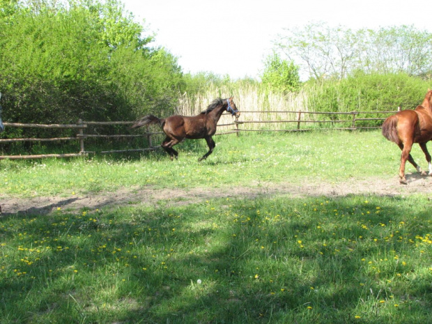 na pastwisku (3 maj 2007) #Fundacja #Tara #Nieszkowice #Scarlet