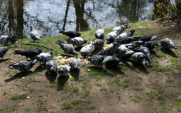 Wiosenna wyprawa do parku w Oliwie #oliwa #park #wiosna