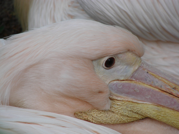 Wizyta w Zoo w Łodzi #zoo #łódź #flaming