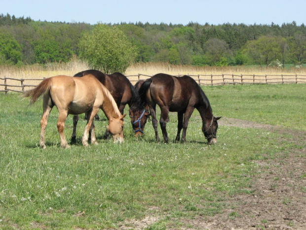 na pastwisku (3 maj 2007) #Fundacja #Tara #Nieszkowice #Scarlet