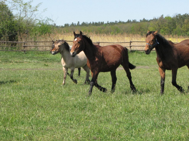 na pastwisku (3 maj 2007) #Fundacja #Tara #Nieszkowice #Scarlet