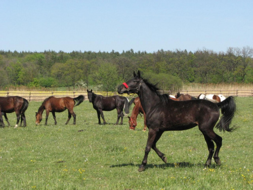 3-maj, dołączenie do stada #Fundacja #Tara #Nieszkowice #Scarlet