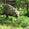 powrót do domku na świeżym powietrzu
3 maj 2007 #Fundacja #Tara #Nieszkowice #Scarlet