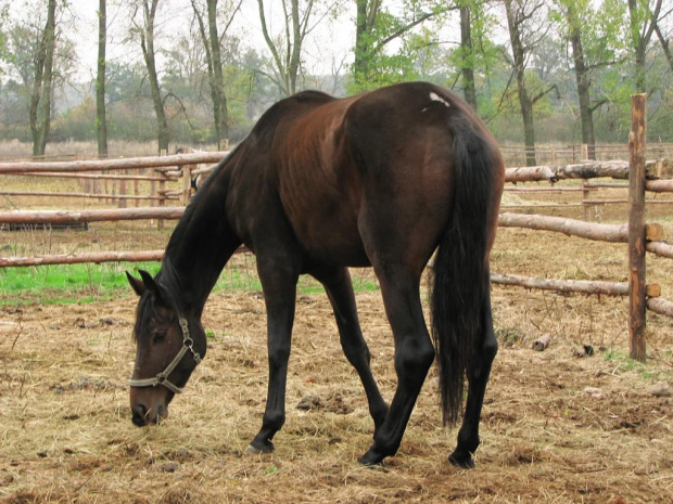 Orano - nowy mieszkaniec Tary #fundacjaTara #Tara #Piskorzyna #konie