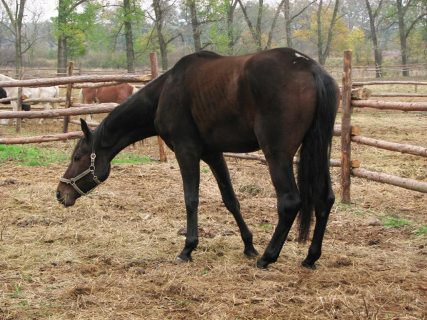 Orano - nowy mieszkaniec Tary #fundacjaTara #Tara #Piskorzyna #konie