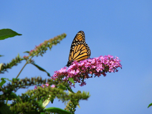 Zanudze Was motylami,ale u mnie wciaz ich duzo,zdjecia robilam wczoraj :))) #motyle