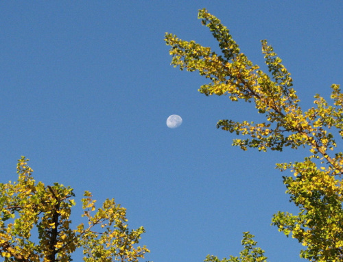 Po godz.8 rano ksieżyc lśnil na niebie :)) #ksieżyc