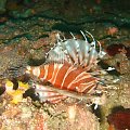 Lion fish. Wietnam.