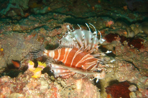 Lion fish. Wietnam.