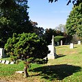 Na cmentarzu jak w parku,można spotkac ciekawe drzewa czy krzewy #cmentarz