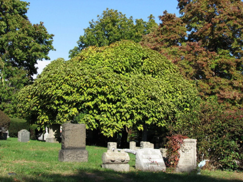 Na cmentarzu jak w parku,można spotkac ciekawe drzewa czy krzewy #cmentarz
