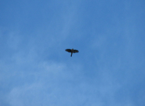 Ten ptak to ogromny orzel,krazyl nad cmentarzem,ale baaardzo wysoko,moj aparat za slaby :( #cmentarz