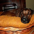 Kora w swoim łóżeczku.
Nie spała tylko oślepiała ją lampa i mrużyła oczy ;) #Pies