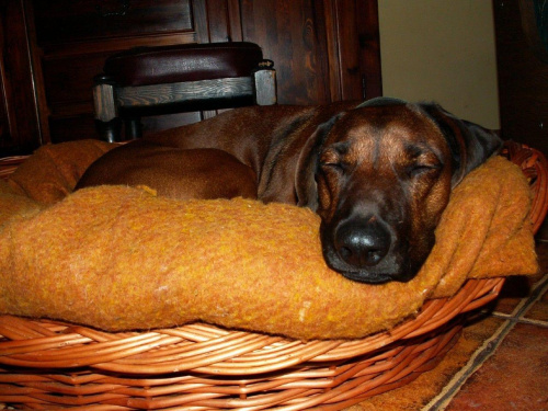 Kora w swoim łóżeczku.
Nie spała tylko oślepiała ją lampa i mrużyła oczy ;) #Pies