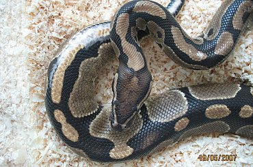 Pyton królewski /Python regius/. #Wąż