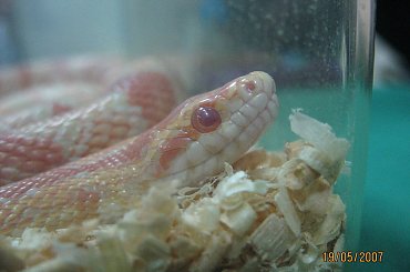 Wąż zbożowy /Pantherophis guttatus/. #Węże #żmije