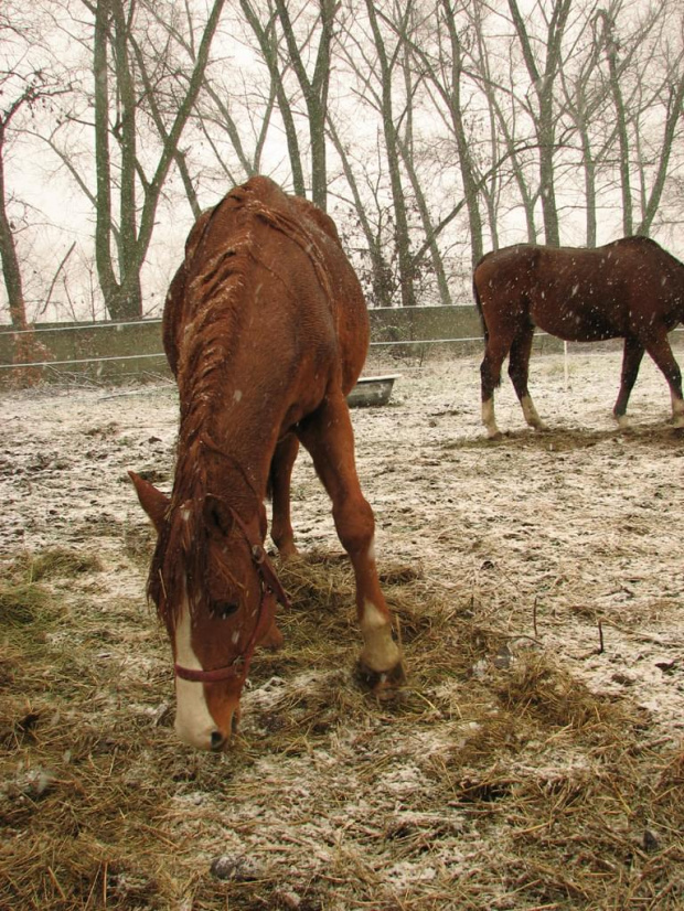 tak się zaczęło :) #FundacjaTara #Piskorzyna #zima #konie