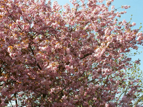 Wiosna w parku w Oliwie...niesamowite drzewa.