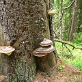 Huby drzewne - Pniarek obrzeżony /Fomitopsis pinicola/.