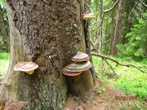 Huby drzewne - Pniarek obrzeżony /Fomitopsis pinicola/.