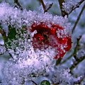 Moja ogrodowa różyczka w puchowej kołderce :) #róża #zima