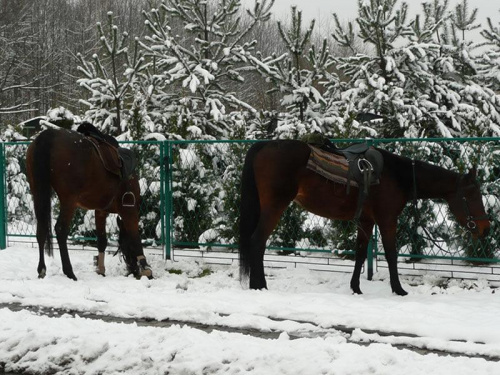 17.XI.2007 Tychy Żwaków, pierwszy śnieg