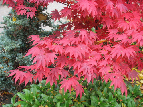 Trudni sie powstrzymac od cykania zdjec takiej pieknej jesieni,zapraszam na jesienny spacer, jesienne kolory raz jeszcze #drzewa #liscie #jesien