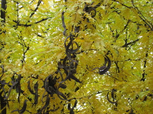 Trudni sie powstrzymac od cykania zdjec takiej pieknej jesieni,zapraszam na jesienny spacer, jesienne kolory raz jeszcze #drzewa #liscie #jesien