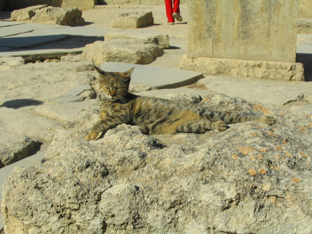 KNOSSOS