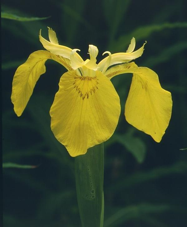 iris pseudacorus flower