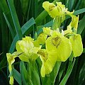iris pseudacorus flower