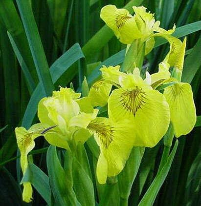 iris pseudacorus flower