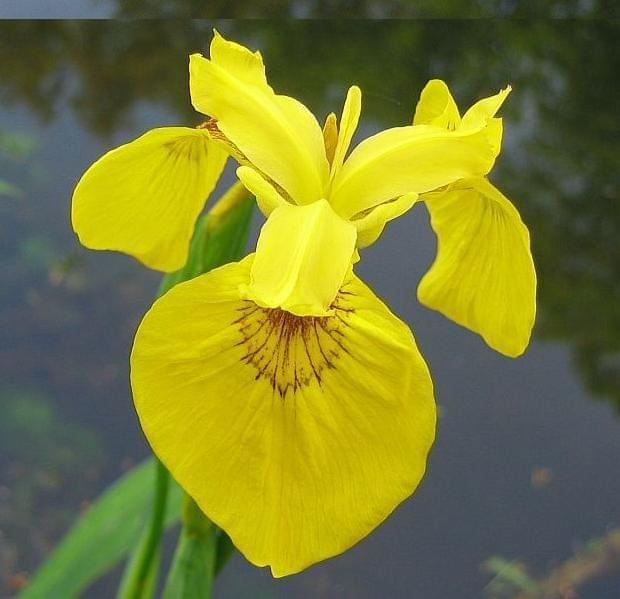 iris pseudacorus flower