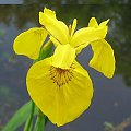 iris pseudacorus flower
