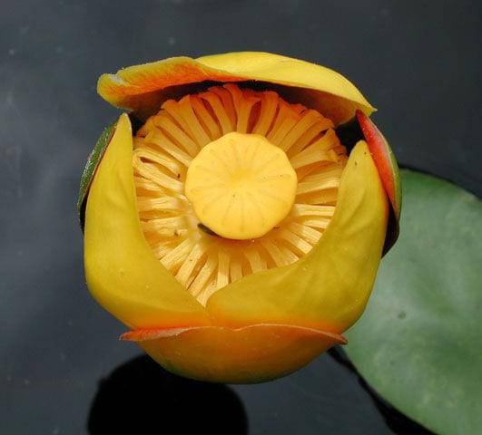 yellow water lily