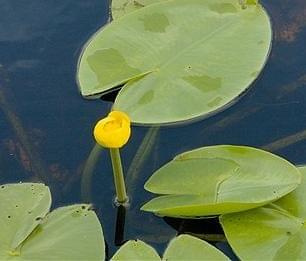 yellow water lily