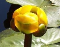 yellow water lily