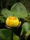 yellow water lily