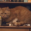Catboard ;)