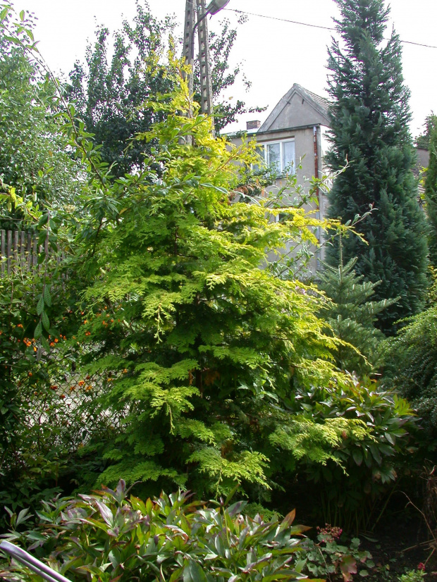 Chamaecyparis obtusa 'Crispii'