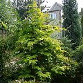 Chamaecyparis obtusa 'Crispii'