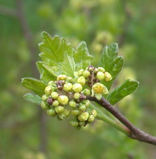 Rhus aromatica