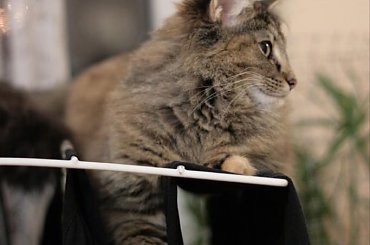 Tinka na suszarce #koty #norweski #lesny