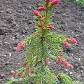 Picea abies 'Rubra Spicata'