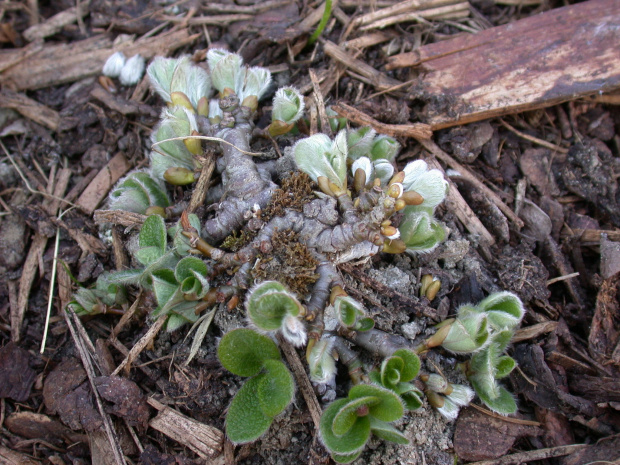 Salix reticulata