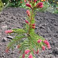 Picea abies 'Rubra Spicata'